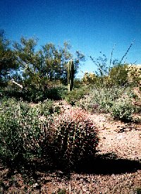 barrel cactus jpg