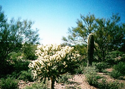 cholla jpg