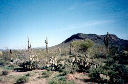 saguaro forest mpg