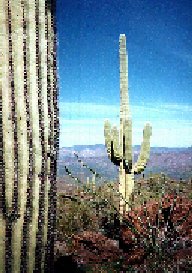 Saguaro jpg
